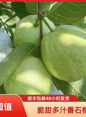 芭乐番石榴廉江特产珍珠番石榴