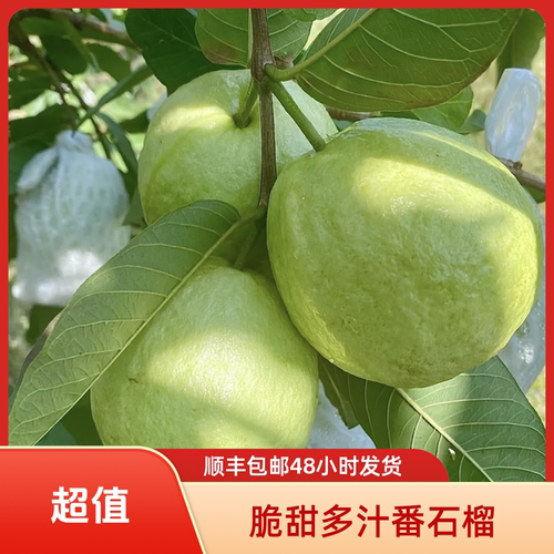 芭乐番石榴廉江特产珍珠番石榴