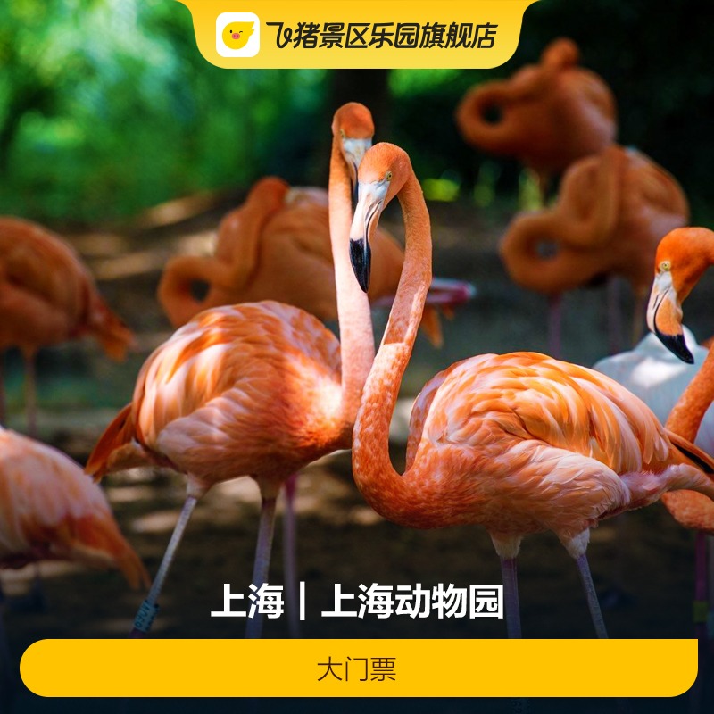 [上海动物园-大门票]上海动物园