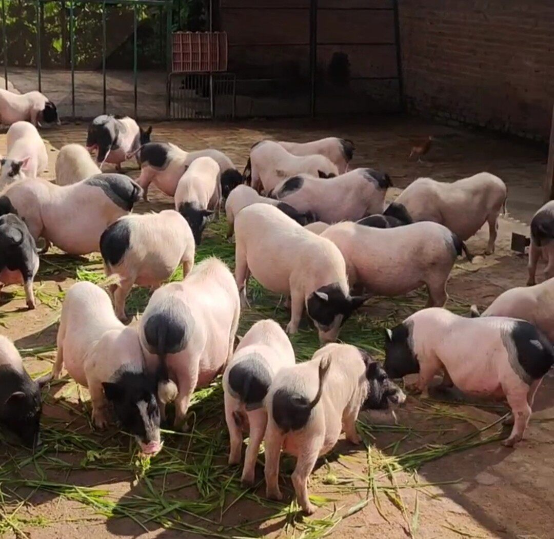 巴马香猪活苗幼崽纯种藏香猪活物怀孕母猪种猪小猪散养跑山猪黑猪