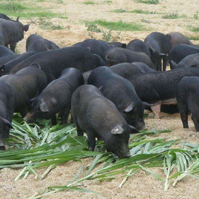 藏香猪活苗纯种藏香猪幼崽小猪活物怀孕母猪种猪跑山猪土黑猪仔猪
