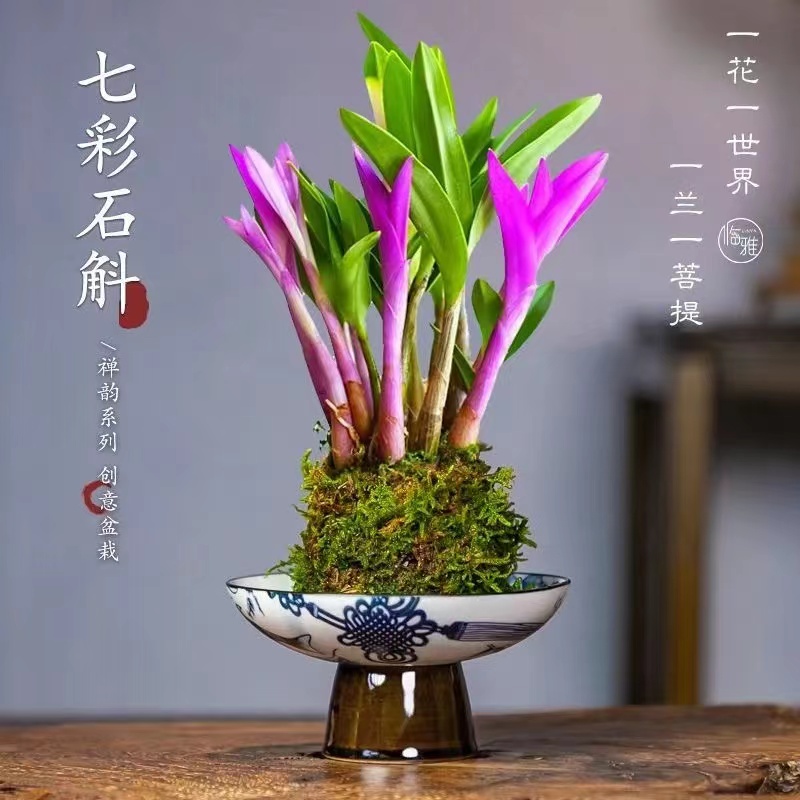 四季盆栽花卉好养水培植物石斛兰