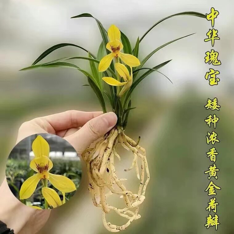 矮种兰花春兰 中华瑰宝 女雏 冠神 太极扇 浓香型室内盆栽花卉