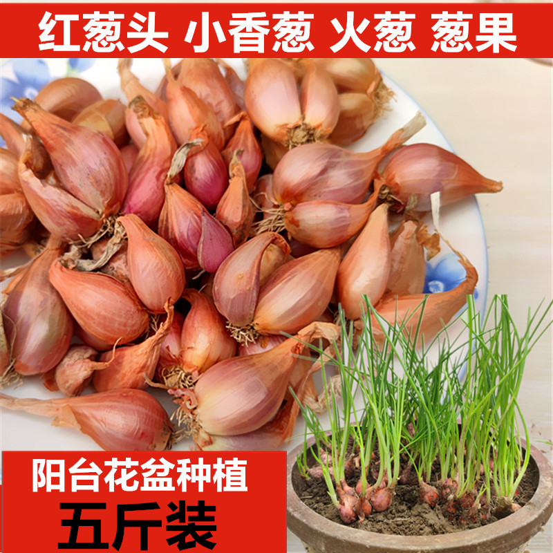 苏北农家黄葱头干葱头香葱头火葱阳台盆蔬菜红葱小香葱种子种植