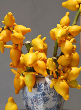 五代同堂黄金果鲜切枝家用插花云南直发鲜花乳茄五代果花期超长