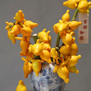 五代同堂黄金果鲜切枝家用插花云南直发鲜花乳茄五代果花期超长