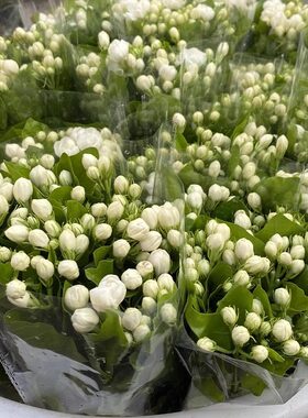 茉莉花鲜花花束鲜切花家用插花真花卉水培植物云南基地顺丰直发