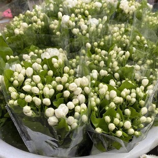 茉莉花鲜花花束鲜切花家用插花真花卉水培植物云南基地顺丰直发