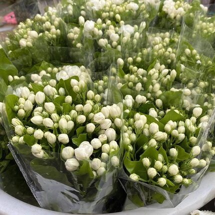 茉莉花鲜花花束鲜切花家用插花真花卉水培植物云南基地顺丰直发