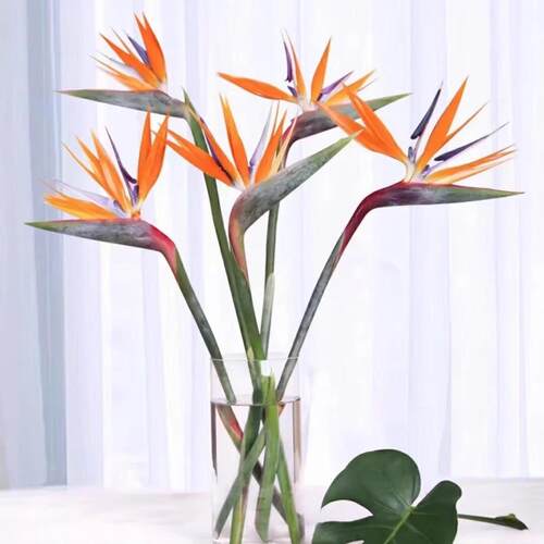 天堂鸟鲜花水养鲜切花