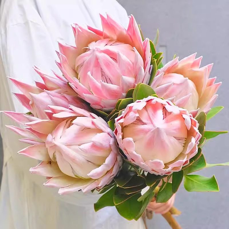 南非进口粉帝王花鲜切花花束皇后公主花室内水培家用插花针垫顺丰,鲜花速递/花卉仿真/绿植园艺,花材,淘宝优惠券,粉丝福利购,淘宝优惠卷