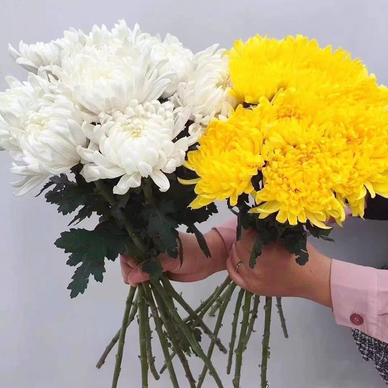 云南基地直发菊花大花苞