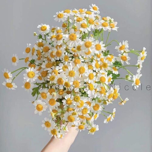 云南昆明基地直发洋甘菊花束