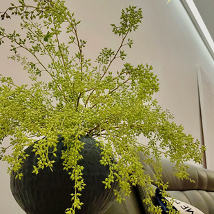 小米果鲜切花枝条家用水培小众插花山货花材干花真花云南昆明直发