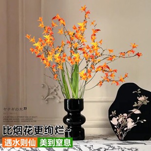 火焰兰鲜花花期长好养的鲜花云南基地直发顺丰次日达水养家用插花