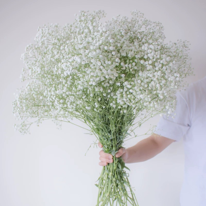 满天星鲜花便宜做活动酒店云南基地直发做配花送礼物办公室插花