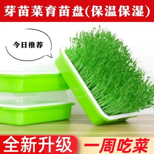 水培蒜苗种植盆育苗盘豆芽发芽种蒜神器芽苗菜育苗盆专用家用盆栽