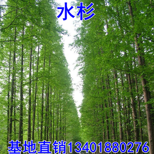 水杉 水杉树苗 包邮 金叶水杉 树苗 水衫树苗 水松树 速生杉树苗