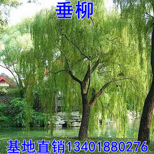 金丝垂柳苗黄金柳树苗美国速生竹柳杨柳树苗垂柳小苗河边绿化树苗