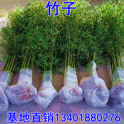 竹子苗庭院植物盆栽绿化竹苗