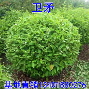 卫矛球 冬青树苗 大叶黄杨苗 卫矛苗 冬青小苗庭院绿化常青植物