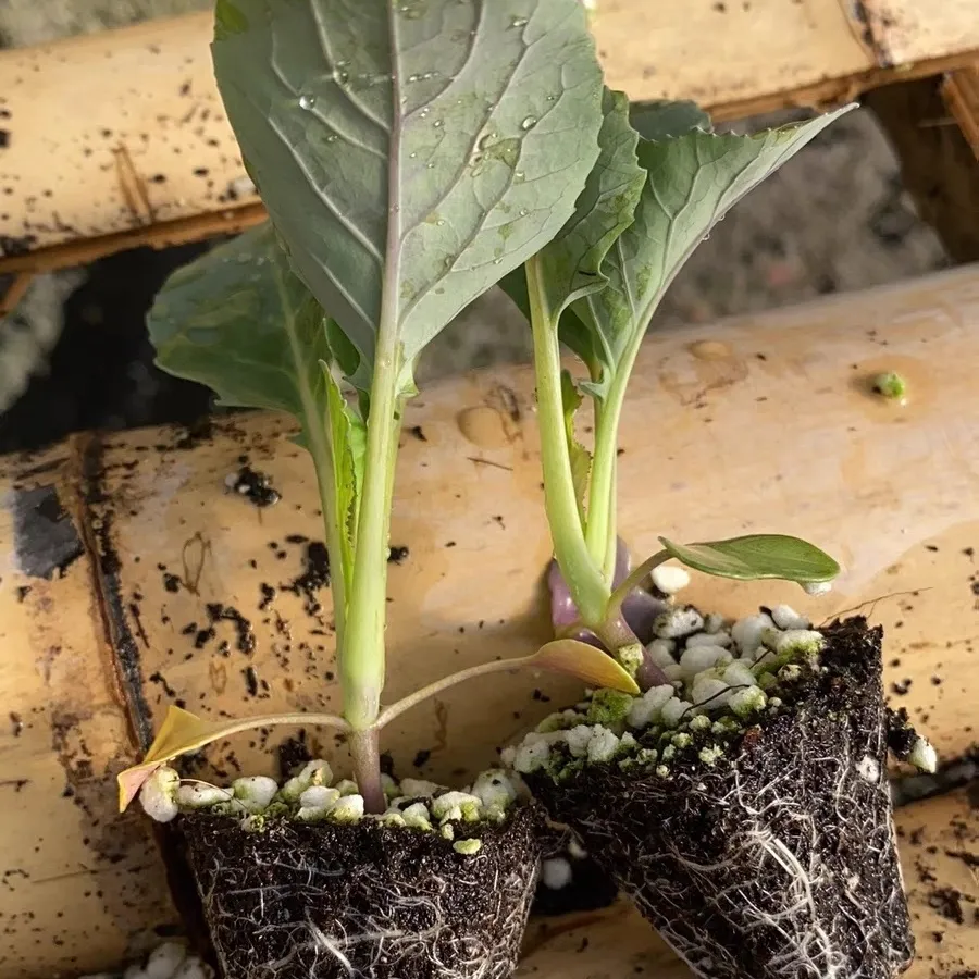 【顺丰包邮】春季秋季天津紫苤蓝苗阳台苤兰高产大田四季农家