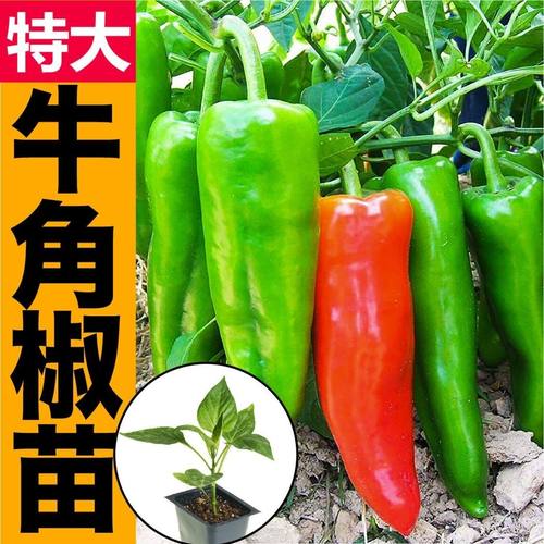 新鲜特大牛角椒种苗大果羊角青椒辣椒苗阳台庭院种植辣椒秧苗