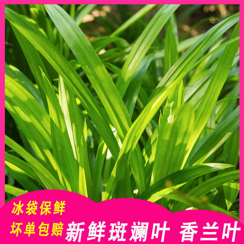 香楠叶,香楠,香楠树_大山谷图库