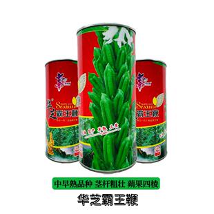 华芝霸王鞭白芝麻种子高产抗病抗倒高油芝麻种籽大田基地用种正品