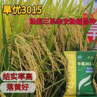 旱优3015旱稻种子节水抗旱稻谷种优质杂交中稻生育期111.7天正品