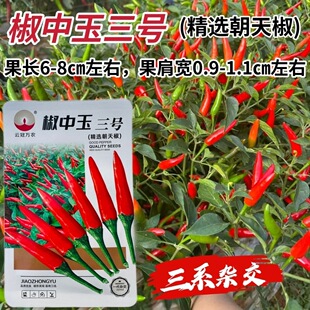 椒中玉三号朝天椒种子三系杂交中早熟单生小米辣种子高产精选辣椒