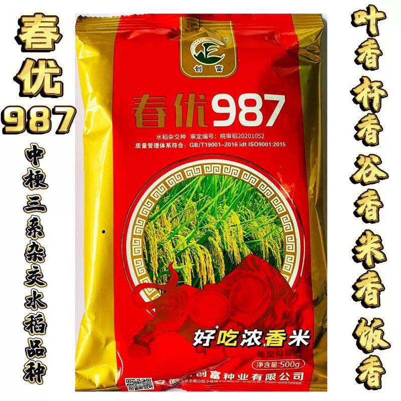 杂交粳稻种子春优987籼型粳稻种籽高产抗病优质水稻大穗圆粒谷种