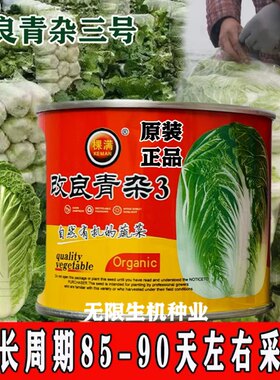 改良青杂3号三号大白菜种子菜园农家秋季播蔬菜籽辣白菜泡菜种孑