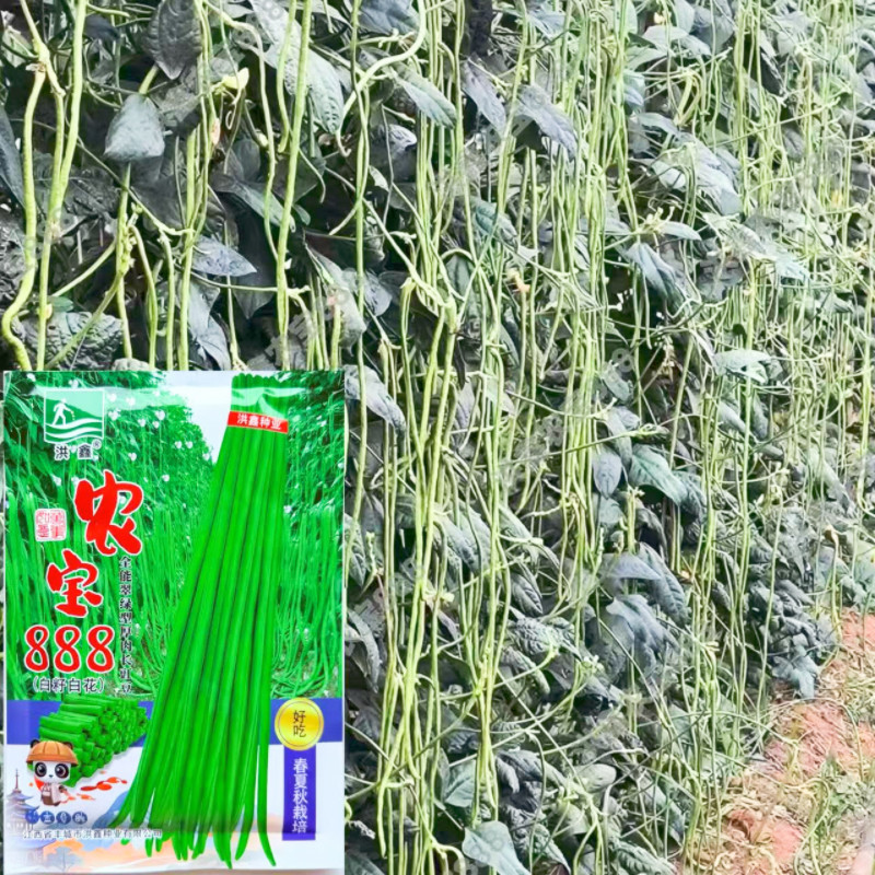 农宝888长豇豆种长豆角种子豇豆四季豆蔬菜种籽豆角翠绿色豆角种
