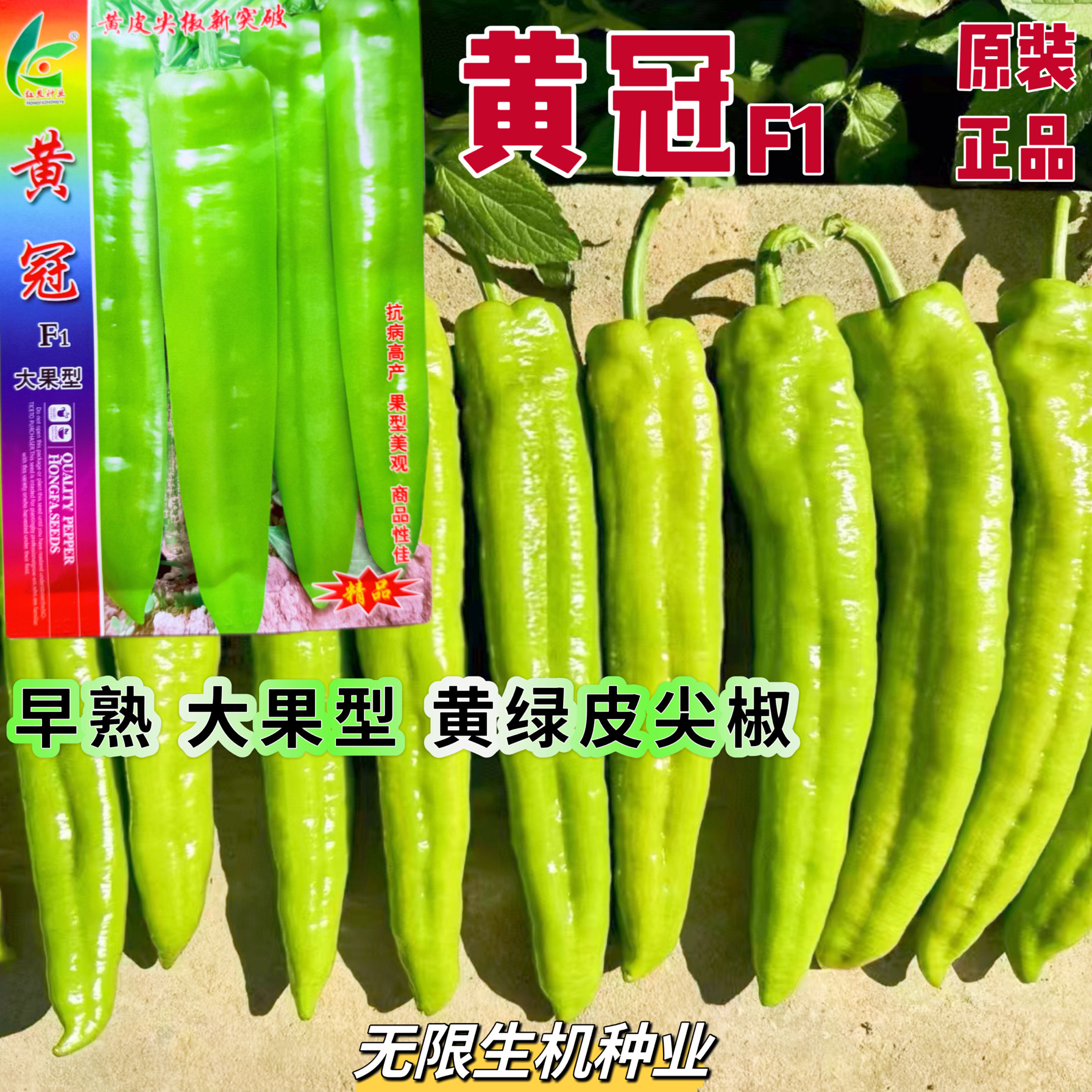 黄冠辣椒种子早熟黄绿皮大辣椒种籽大果特长羊角椒 大田基地专用