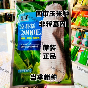 京科糯2000E白色玉米种籽糯水果玉米种子四季甜粘玉米包谷春夏播
