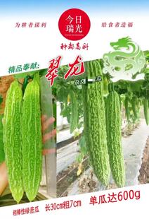 正品 种都高科翠龙苦瓜种子 抗病早熟绿油亮长绿苦瓜种籽春秋播种