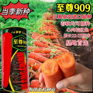 正品至尊909胡萝卜种子进口品种基地播红笋七寸参水果胡萝卜种籽