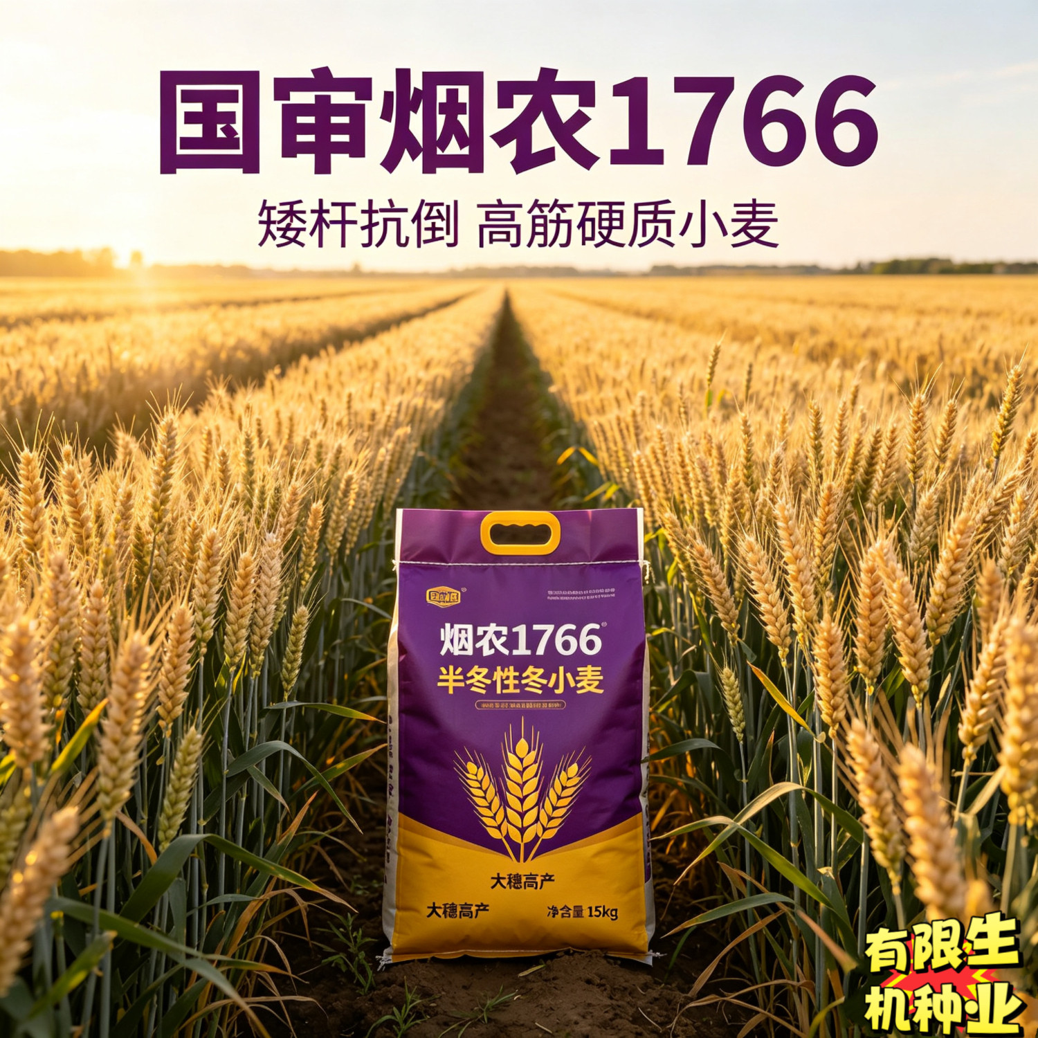 烟农1766小麦种子国审正品半冬性矮杆抗倒大穗高筋冬小麦种15公斤
