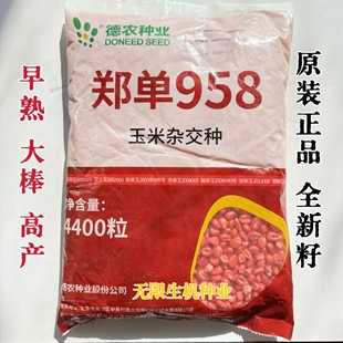 德农郑单958玉米种籽高产杂交饲料玉米大田早熟优质国审种子正品