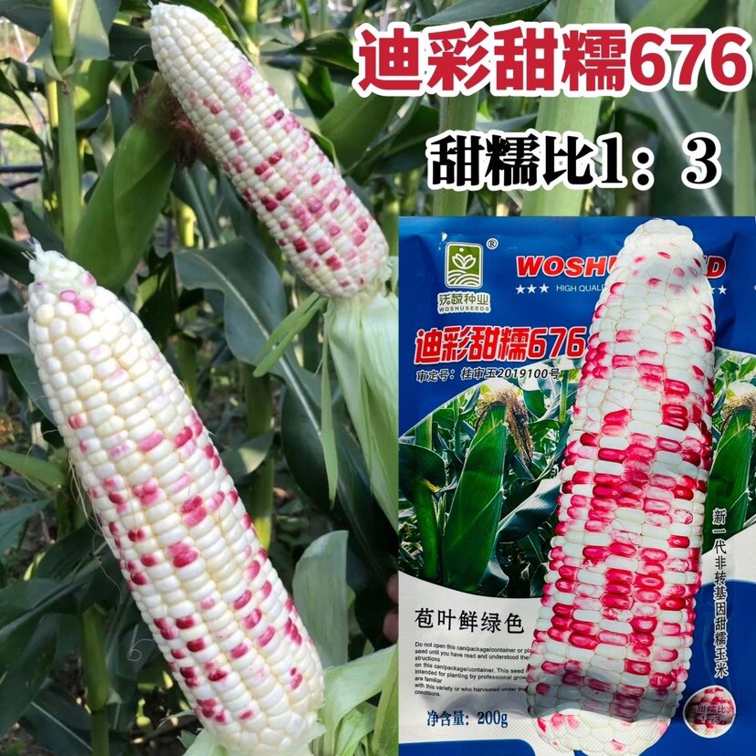 迪彩甜糯676玉米种子彩甜糯玉米种籽南方早熟高产大棒甜粘玉米孑
