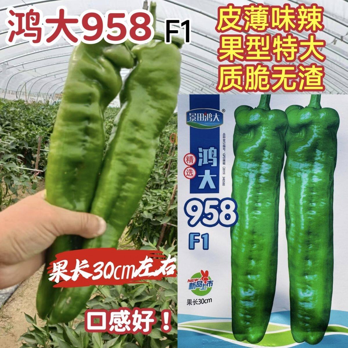鸿大958大牛角椒泡椒种子杂交辣椒种青椒辣味浓易坐果高产基地用