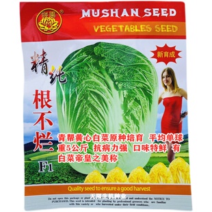 精纯 根不烂青帮黄心大白菜种籽 秋播结球白菜种籽 高产抗病菜籽