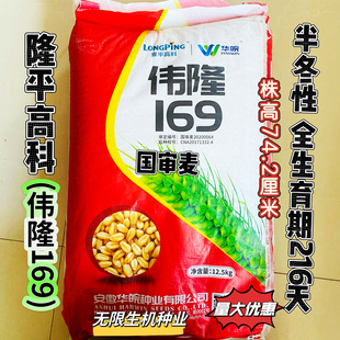 隆平高科【伟隆169】小麦种子国审小麦种抗倒高产稳产强筋麦正品