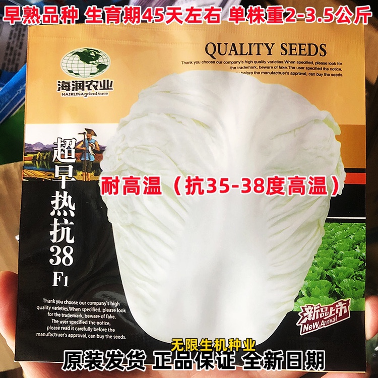 奶油大白菜种子超早热抗38F1大白菜种籽杂交早熟抗高温38度白菜孑
