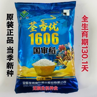 国审稻水稻种子荃香优1606杂交稻种籽高产优质稻种孑标准一级正品