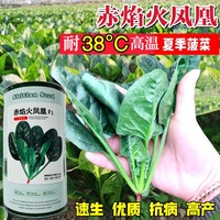 赤焰火凤凰超耐热菠菜种子速生大叶菠菜种籽高产夏秋季四季蔬菜孑