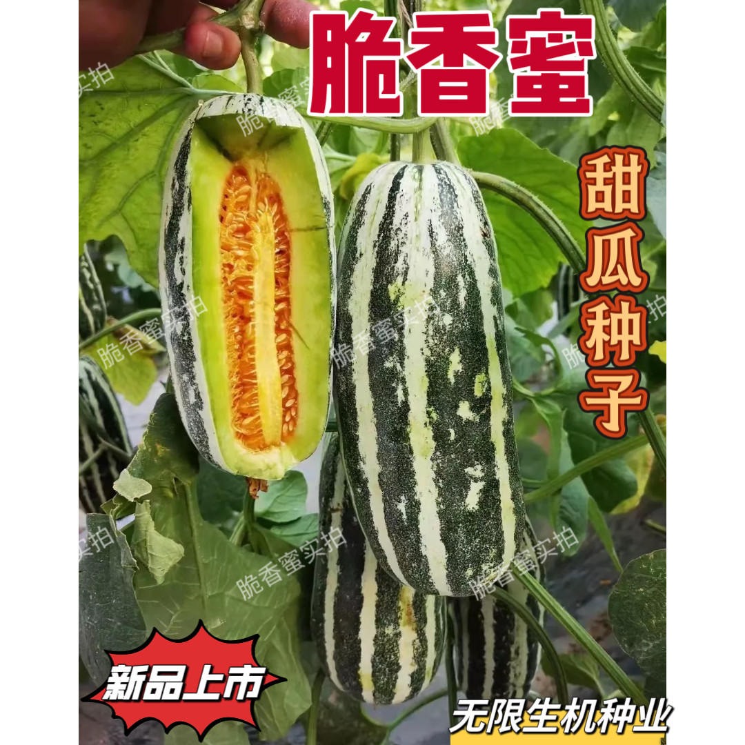脆香蜜花皮甜瓜种子早熟薄皮冰糖子甜掉牙博洋9号高产酥脆糖度高