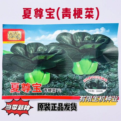 夏尊宝青梗菜种子耐热耐寒杂交黑梗青梗菜种籽春夏秋播青梗菜种籽