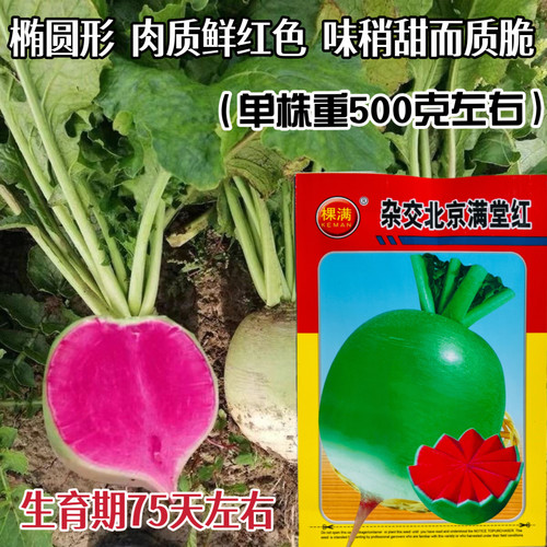 北京杂交满膛红萝卜种子心里美籽种心灵美红心水果满堂红罗卜种籽